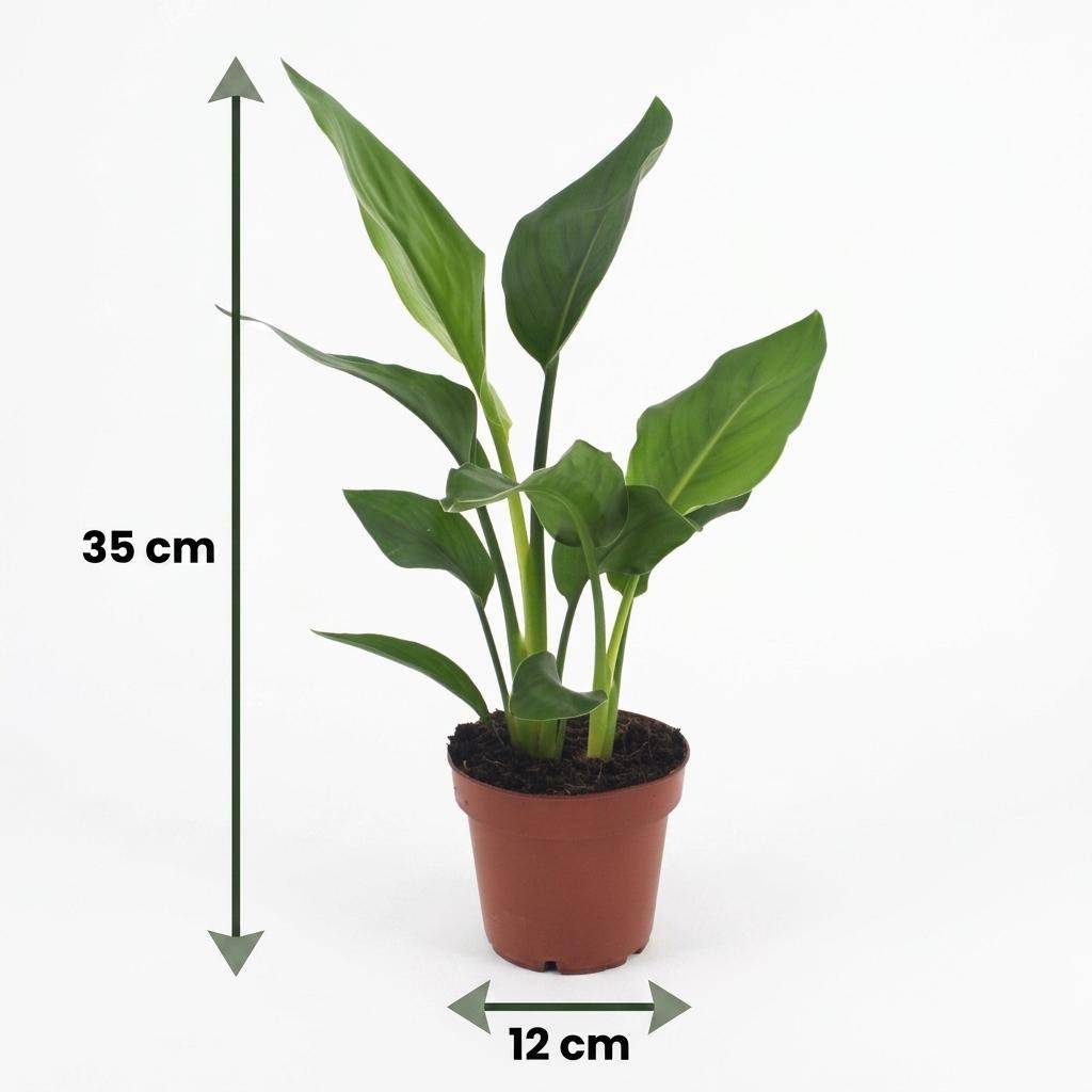 Oiseau de paradis - Strelitzia reginae - Ø12cm - ↕35cm - Plantes d’intérieur - Image 5