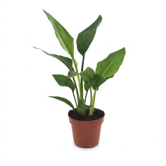 Oiseau de paradis - Strelitzia reginae - Ø12cm - ↕35cm - Plantes d’intérieur - Image 2