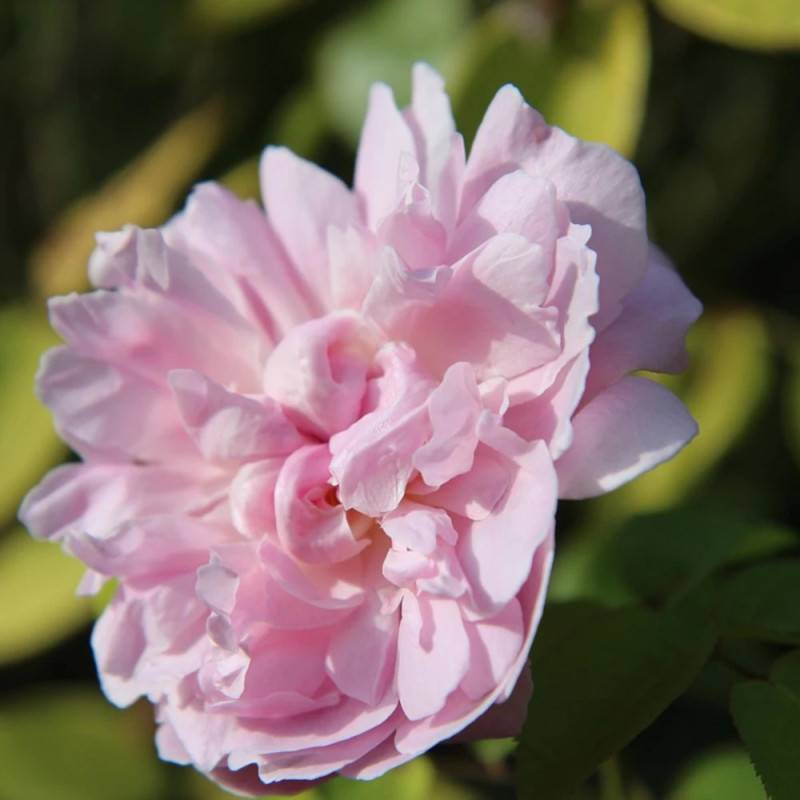 Rosier liane François Juranville à fleurs Rose - feuillage Caduc - port grimpantPot de 15L - 100/150 cm - hauteur à maturité 5.00 - Image 2