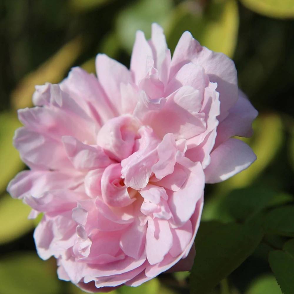 Rosier liane François Juranville à fleurs Rose - feuillage Caduc - port grimpantPot de 15L - 100/150 cm - hauteur à maturité 5.00