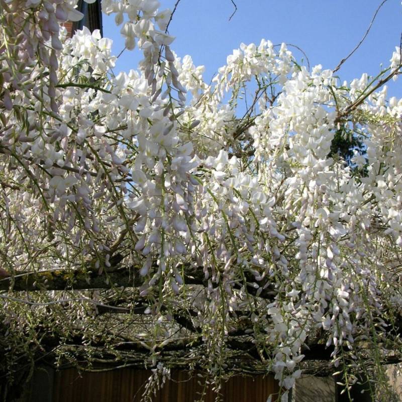 Glycine de Chine blanche à fleurs Blanche - feuillage Caduc - Godet - 5/20 cm-  hauteur à maturité De 5,00 m à 10,00 m - Imagen 9