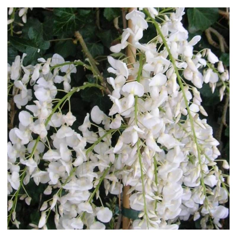 Glycine de Chine blanche à fleurs Blanche - feuillage Caduc - Godet - 5/20 cm-  hauteur à maturité De 5,00 m à 10,00 m - Imagen 4