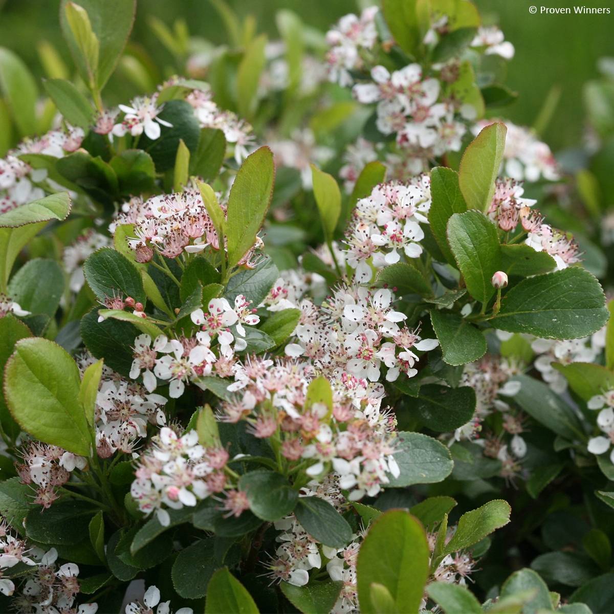 Promesse de Fleurs - Aronia melanocarpa Revontuli Mound - Aronie à fruits noirs Pot de 3L/4L