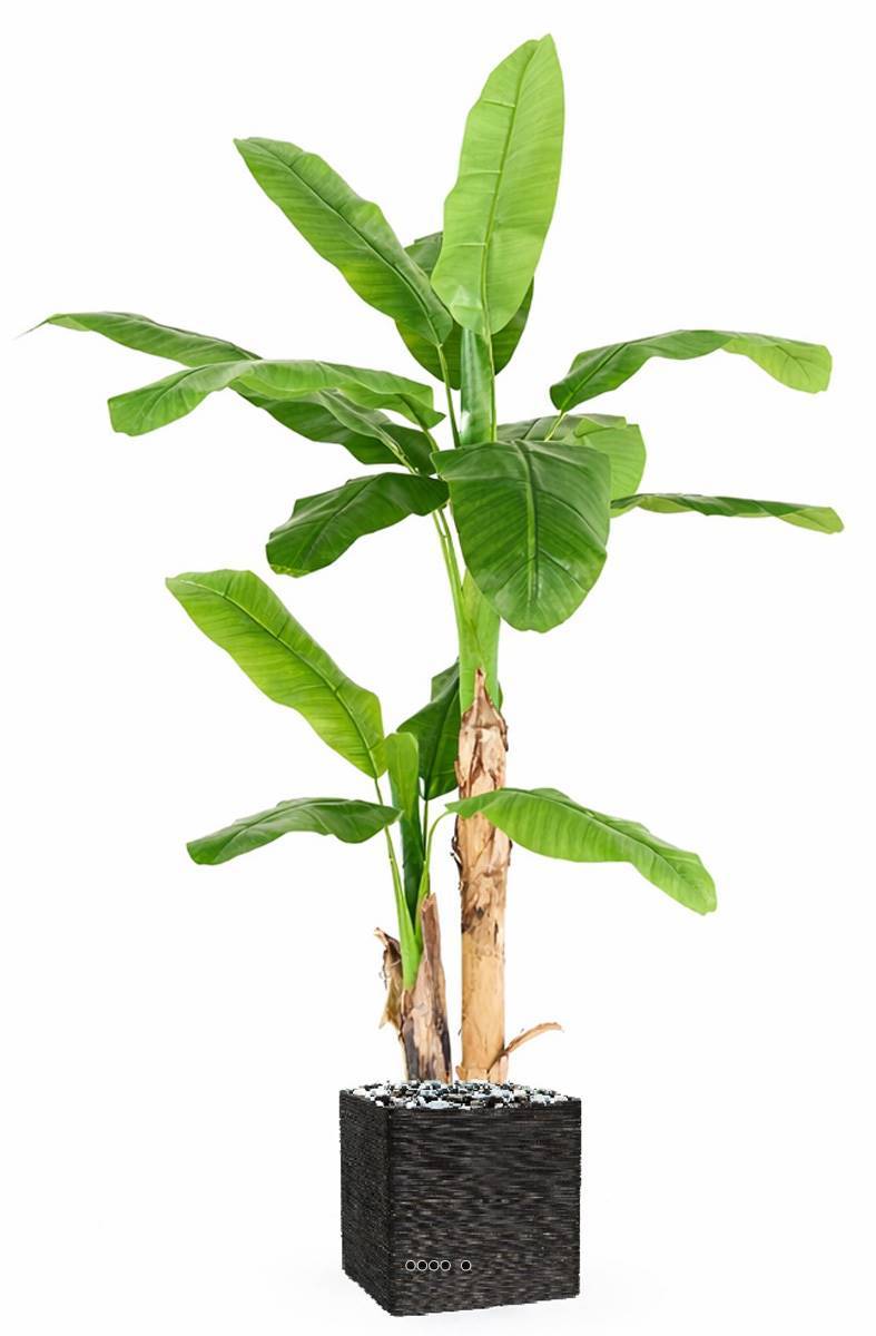 Artificielles - Bananier artificiel 2 troncs en pot H 180 cm D 130 cm - Imagen 2
