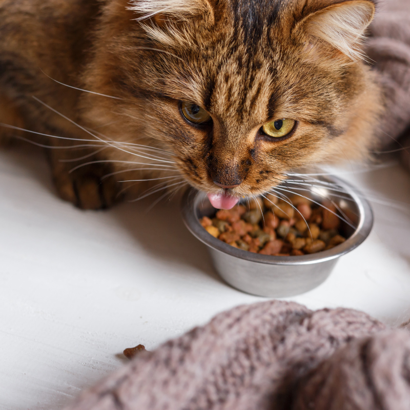 Nestor - Croquettes Bio à la Volaille pour Chat - Imagen 2