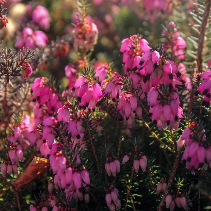 Bruyère Carnea December Red, Erica Godet de 8/9 cm