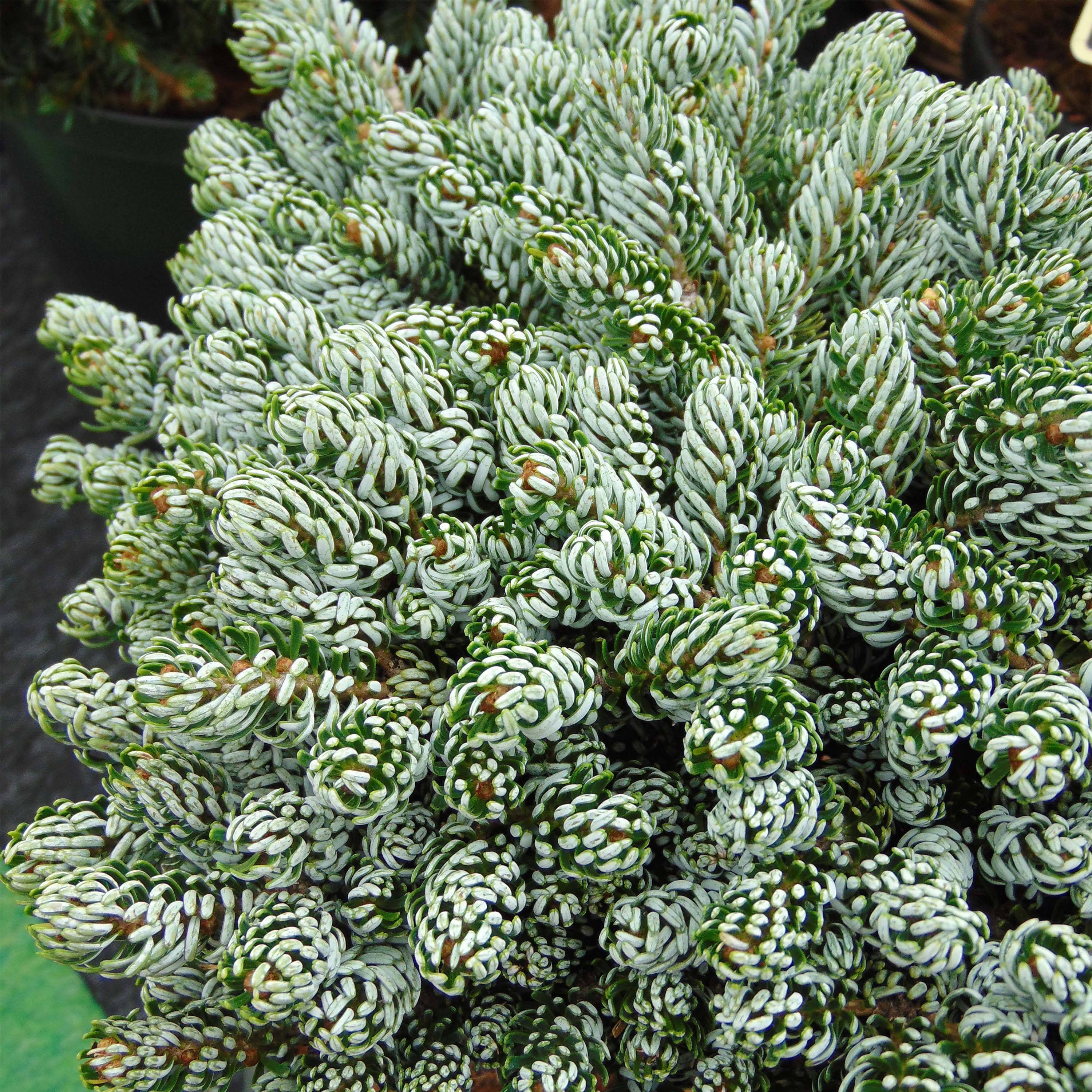 Abies koreana Kohout's Icebreaker® - Sapin de Corée nain Pot de 2L/3L
