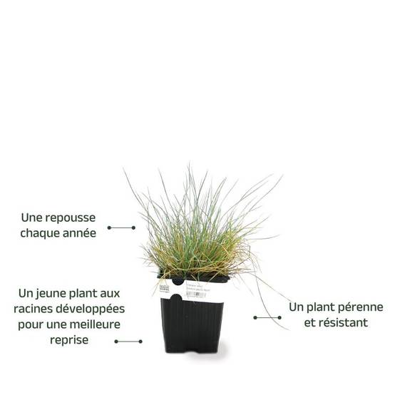 3 Fétuques Bleues (Festuca Glauca 'Azurit') - Lot de 3 graminées - Pépinières Naudet - Image 3