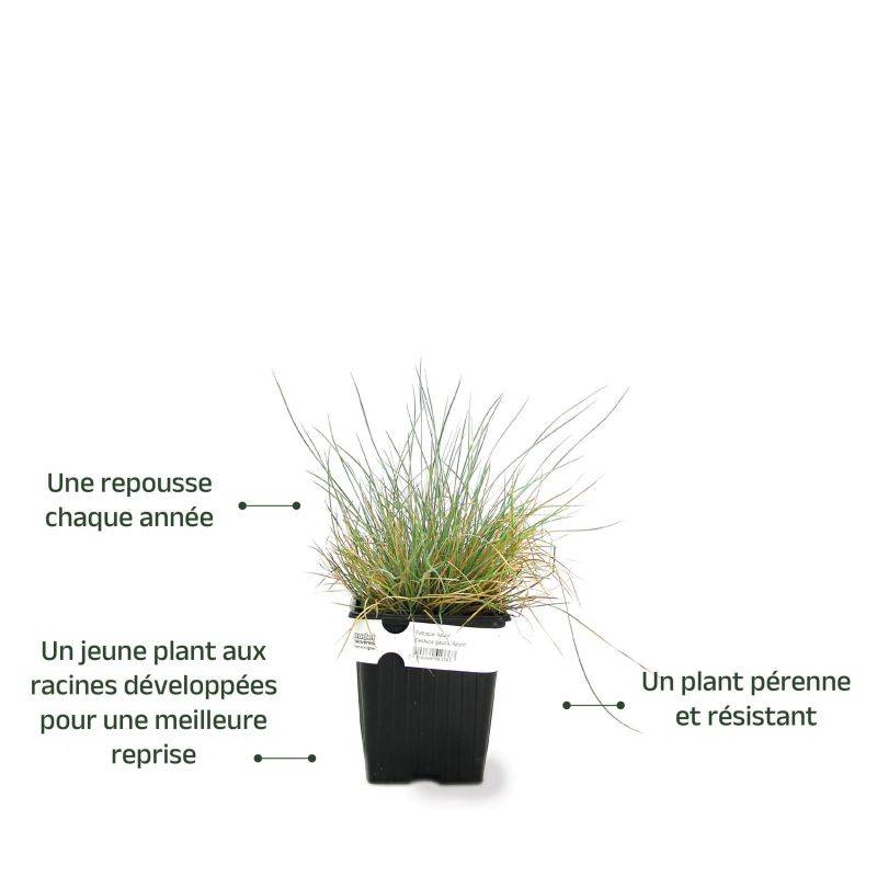 3 Fétuques Bleues (Festuca Glauca 'Azurit') - Lot de 3 graminées - Pépinières Naudet - Image 3