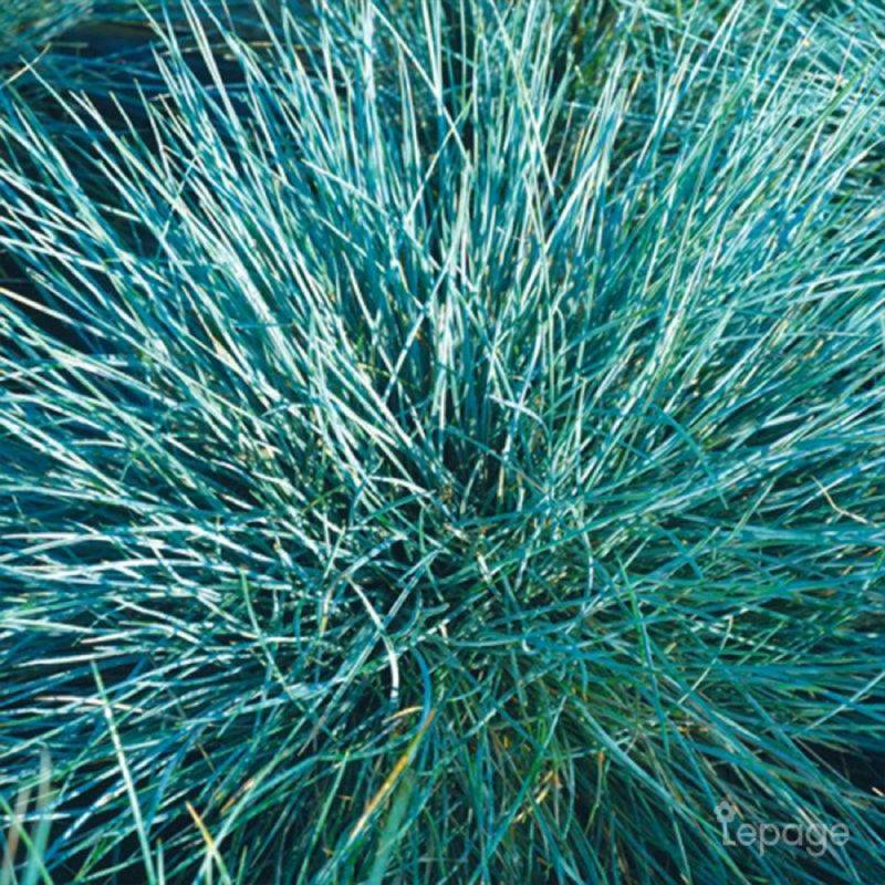 3 Fétuques Bleues (Festuca Glauca 'Azurit') - Lot de 3 graminées - Pépinières Naudet - Image 1