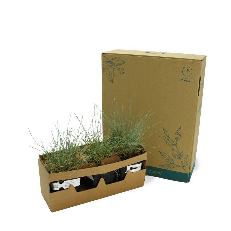3 Fétuques Bleues (Festuca Glauca 'Azurit') - Lot de 3 graminées - Pépinières Naudet - Image 5