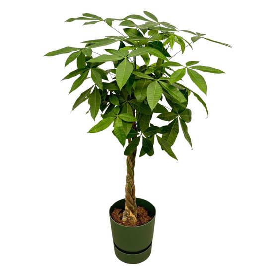 Pachira Aquatica et son pot- La Green Touch Vert + Reservoir - Hauteur 160cm