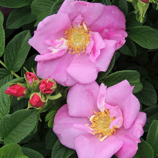 Rosa rugosa Angelia Pink Pot de 4L/5L