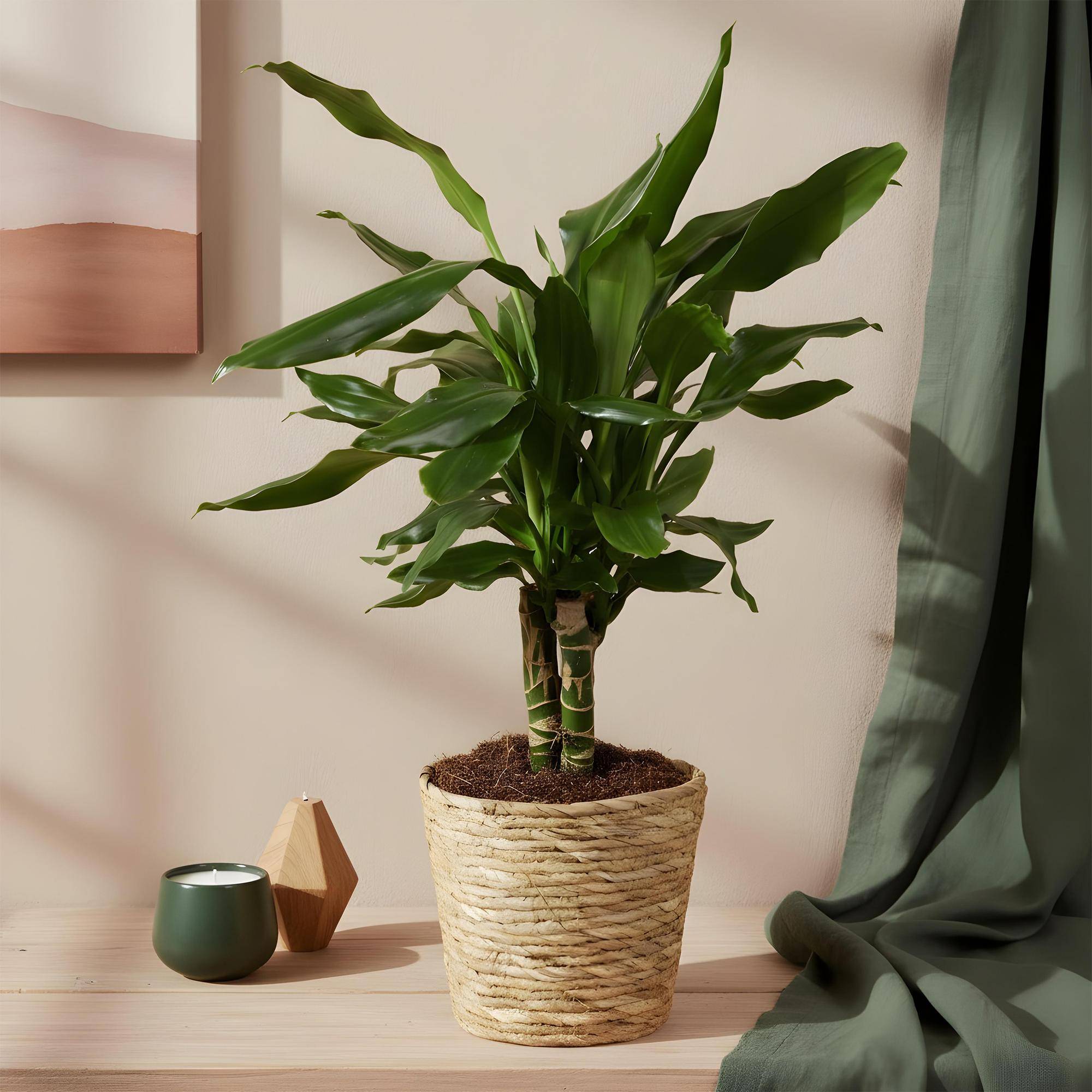 buy monstera deliciosa miami Buy Monstera Deliciosa Tricolor (Miracle) main image 0