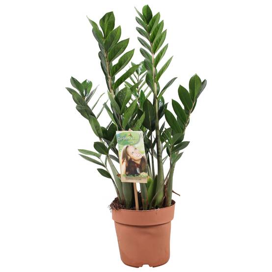 Zamioculcas Zamiifolia - Ø17cm - ↕70cm - Plantes d'intérieur - Image 1