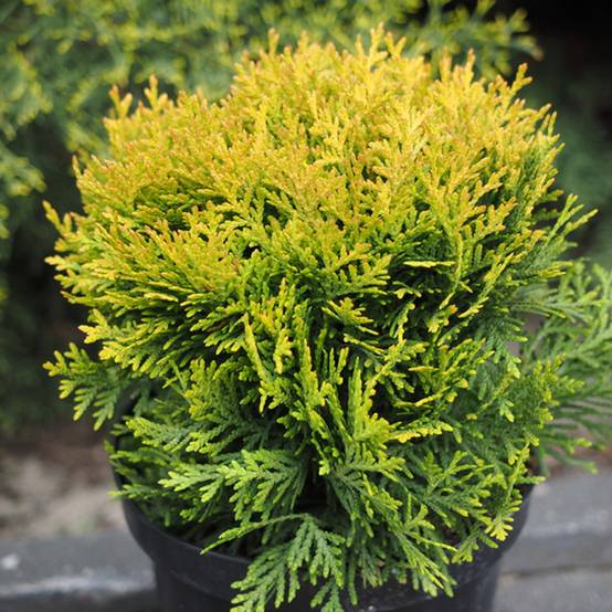 Promesse de Fleurs - Thuya du Canada - Thuja occidentalis Globosa Aurea Godet de 8/9 cm - Image 1