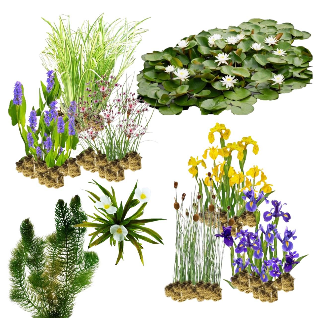 Plantes de berge indigènes 10.000-20.000 l - Image 1