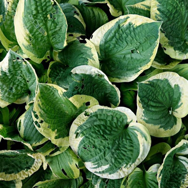 Hosta Patriot à fleurs Bleue/Violette - feuillage Caduc - Godet - 5/20 cm - Imagen 1