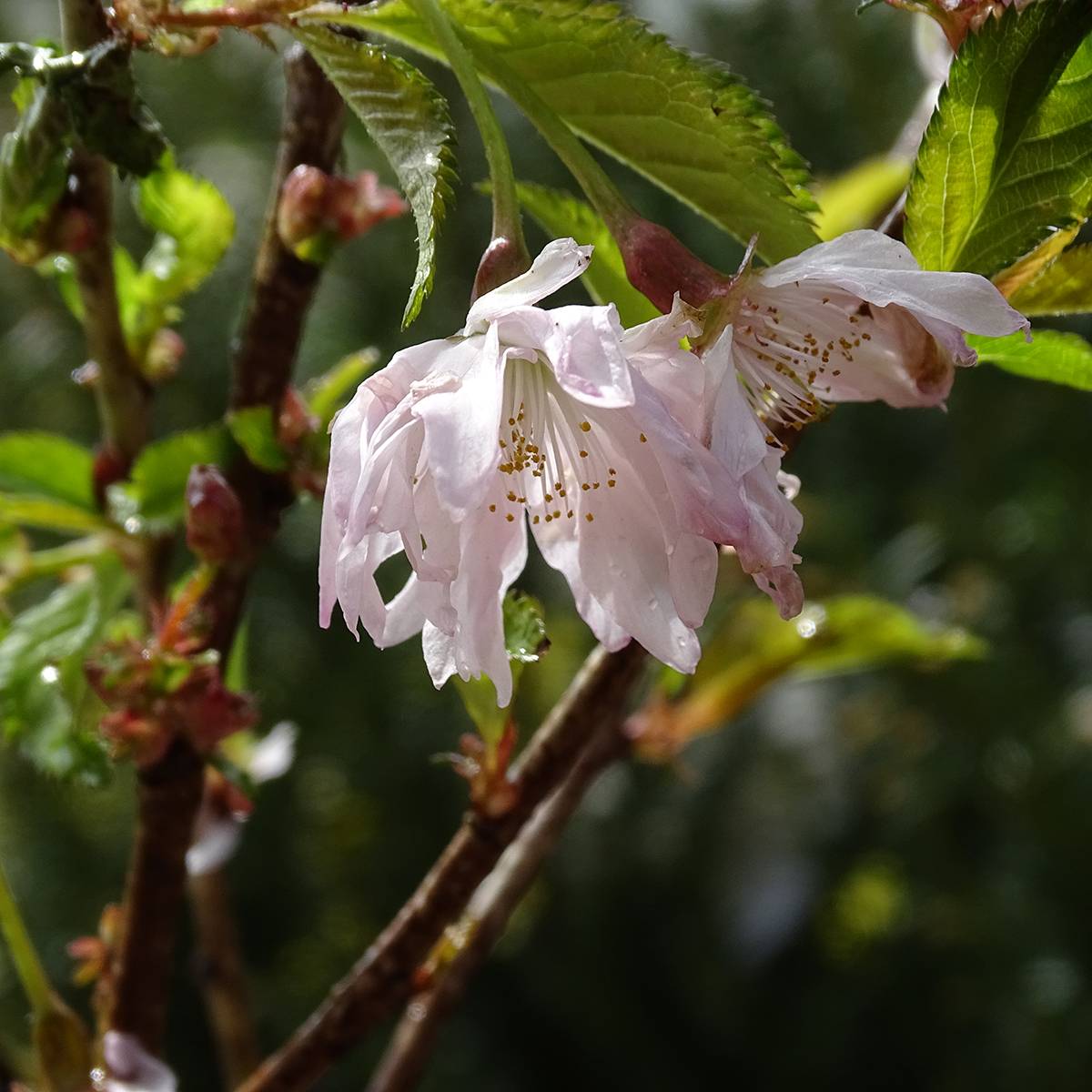 Promesse de Fleurs - Cerisier à fleurs du Japon nain - Prunus incisa Oshidori Pot de 2L/3L - Image 1