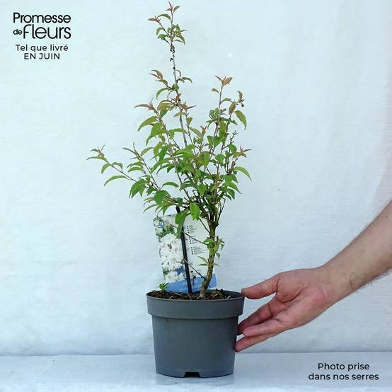 Promesse de Fleurs - Cerisier à fleurs du Japon nain - Prunus incisa Oshidori Pot de 2L/3L - Image 2