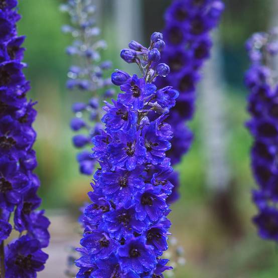 Delphinium Dark Blue-Black Bee - Pied d'Alouette vivace Godet de 8/9 cm