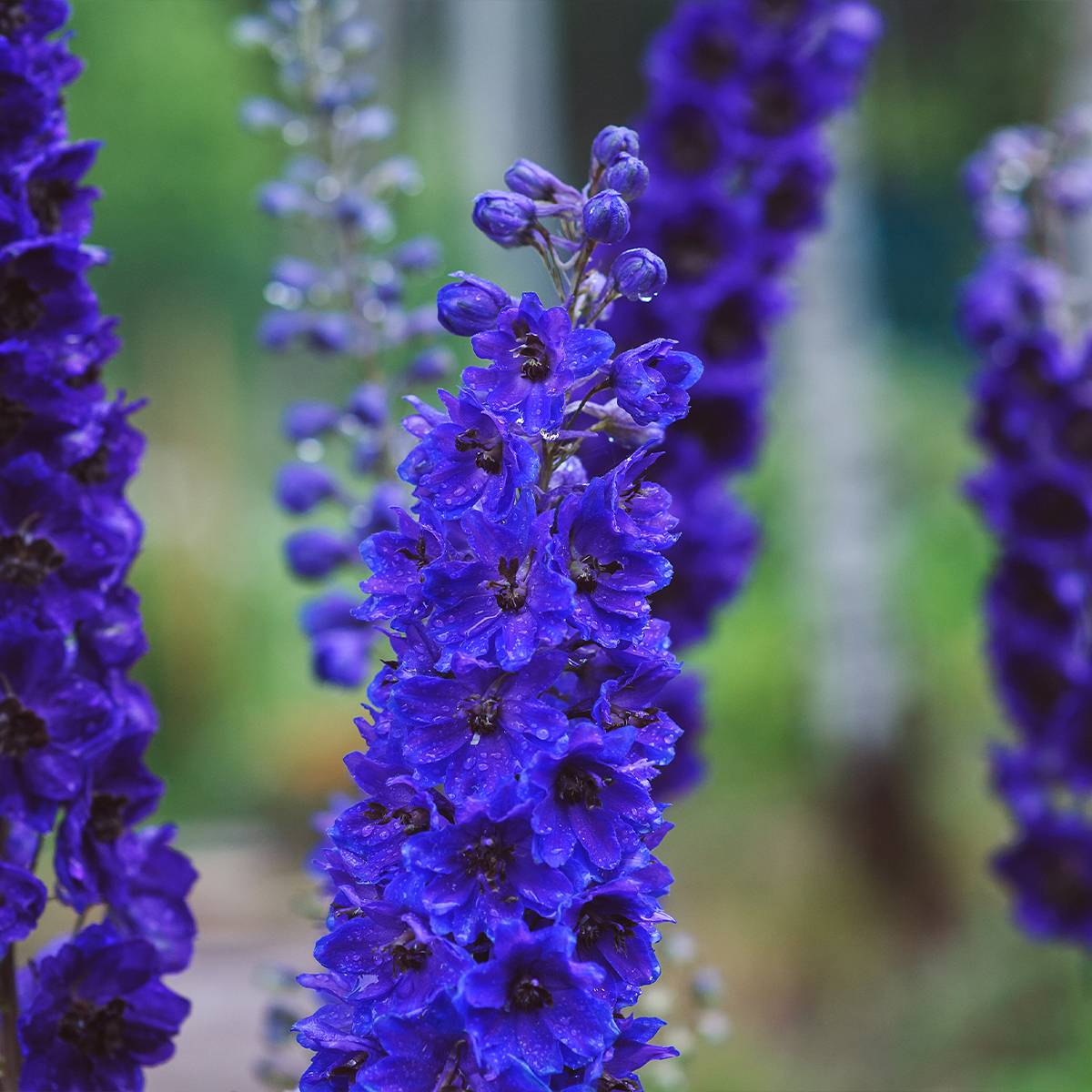 Delphinium Dark Blue-Black Bee - Pied d'Alouette vivace Godet de 8/9 cm