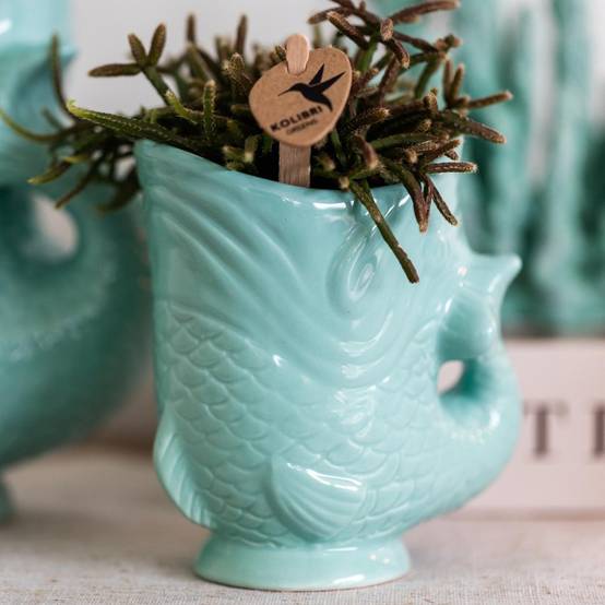 Pot Décoratif Fish Turquoise- La Green Touch - Image 2