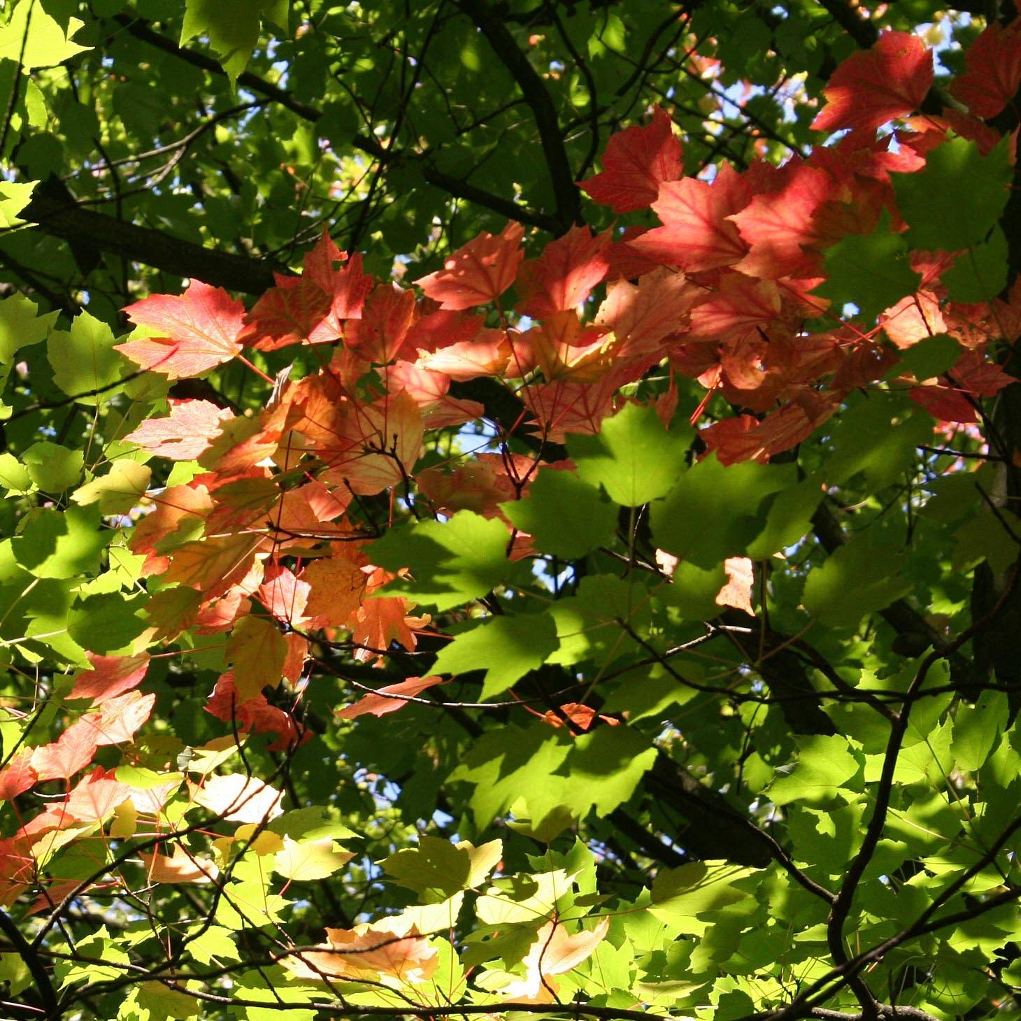 Promesse de Fleurs - Érable rouge - Acer rubrum Pot de 7,5L/10L - Image 1