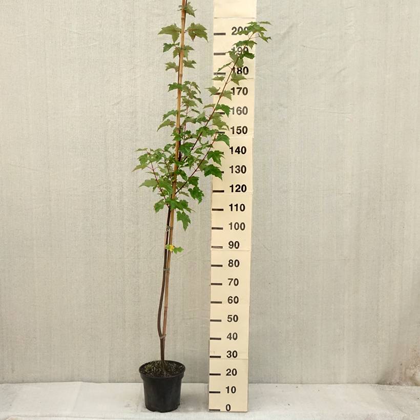 Promesse de Fleurs - Érable rouge - Acer rubrum Pot de 7,5L/10L - Image 2