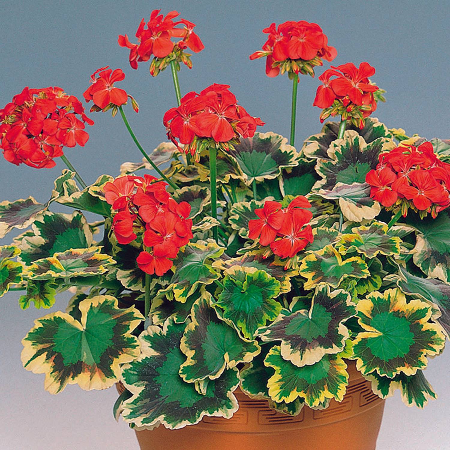 Géranium zonale Mrs Pollock - Pelargonium fantaisie  Mini-motte Ø 3/4 cm, Plant vert de 5 à 10 cm de haut (par 5)