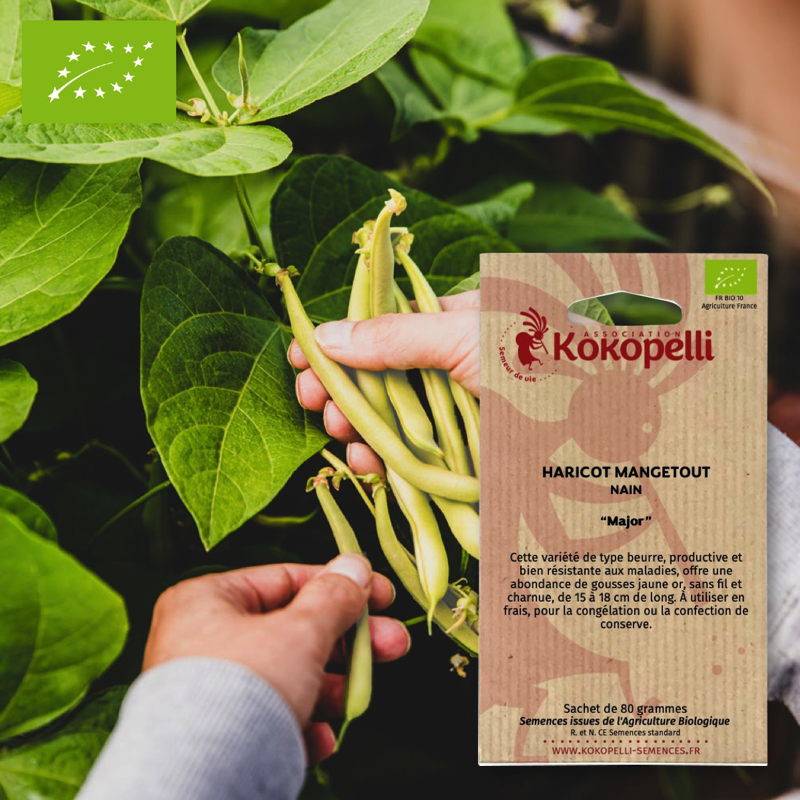 Haricot mangetout Major- Graines bio à semer - Imagen 1