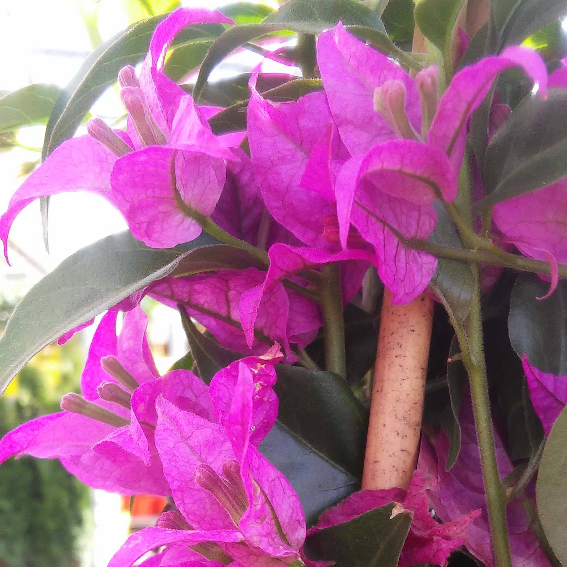 Bougainvillier glabra Sanderiana Pot de 12L/15L