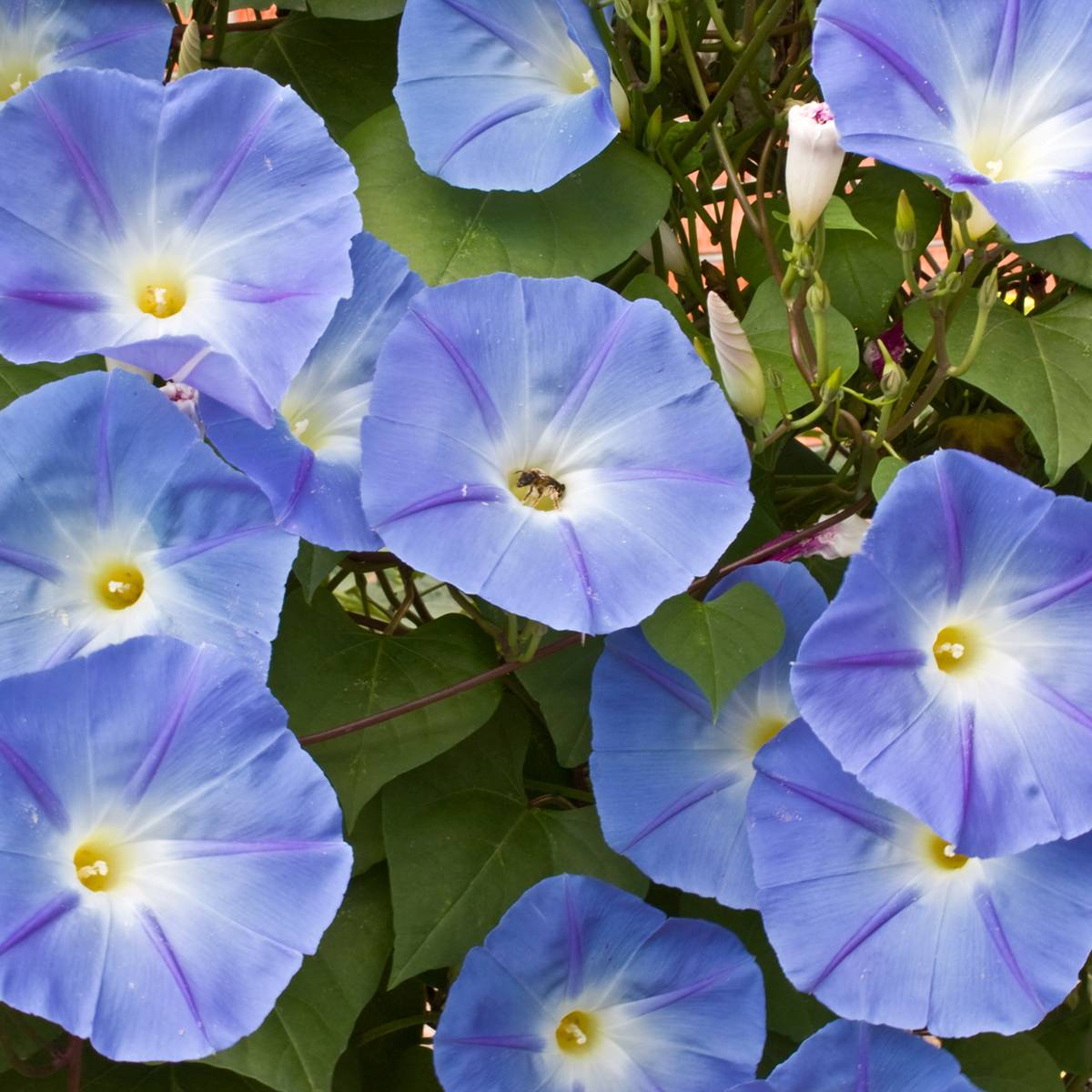 Graines d'Ipomée Heavenly Blue - Ipomoea tricolor le sachet de 60 graines environ (2,5g)
