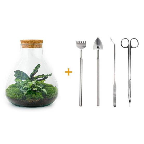 La Green Touch - Terrrium en Kit Fittonia Vert Calathea Lancifolia et 4 Outils - D27 H27cm