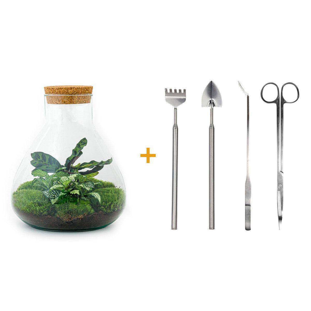 La Green Touch - Terrrium en Kit Fittonia Vert Calathea Lancifolia et 4 Outils - D27 H27cm