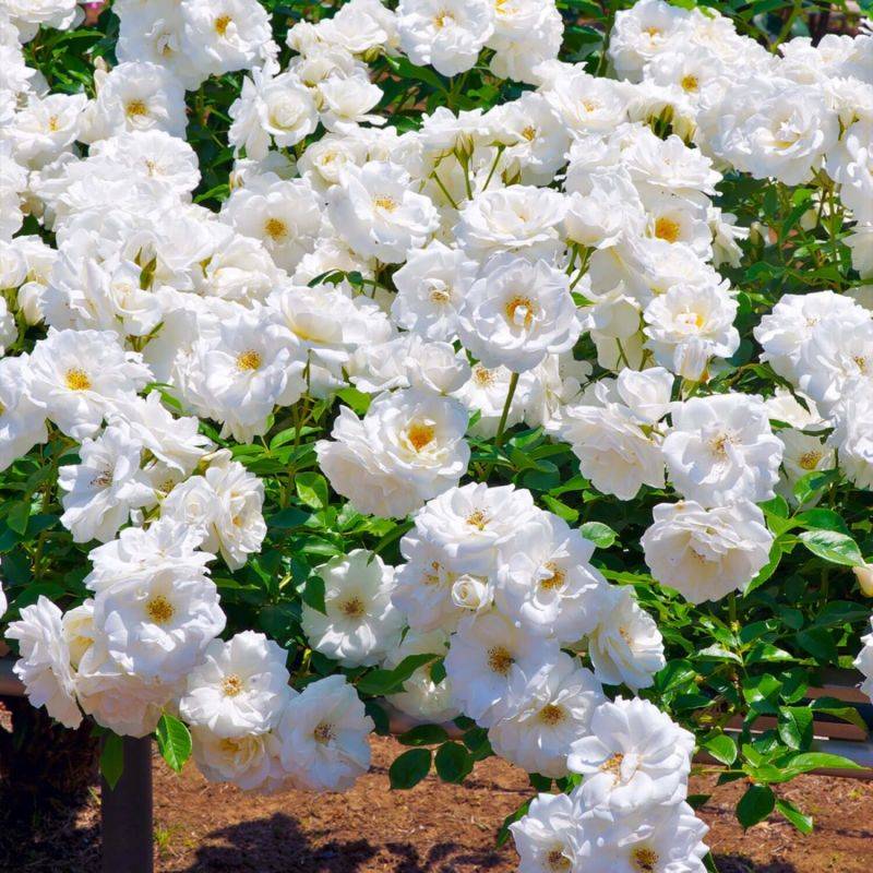 Rosier Grimpant 'Iceberg' (Rosa 'Iceberg') - Conteneur 3L - Pépinières Naudet - Imagen 2
