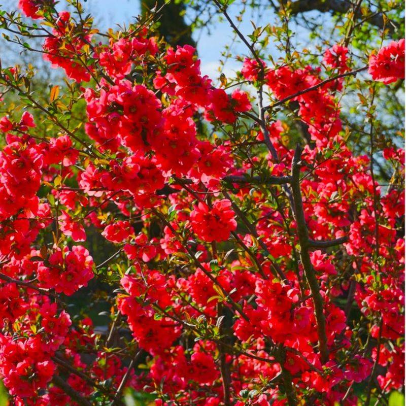 Cognassier du Japon (Chaenomeles japonica) - Godet - Taille 15/30cm - Pépinières Naudet - Imagen 1