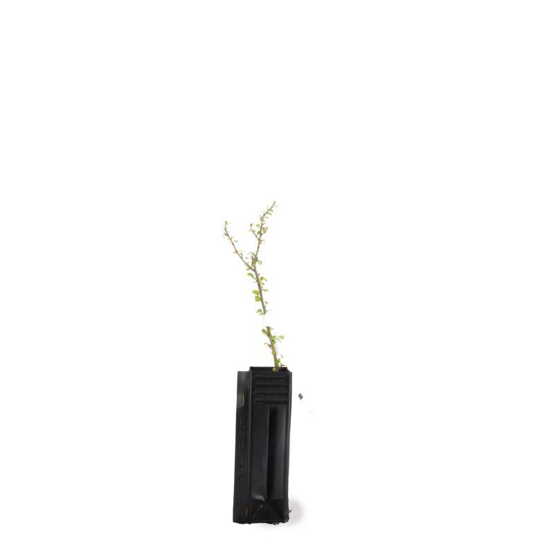 Cognassier du Japon (Chaenomeles japonica) - Godet - Taille 15/30cm - Pépinières Naudet - Imagen 2
