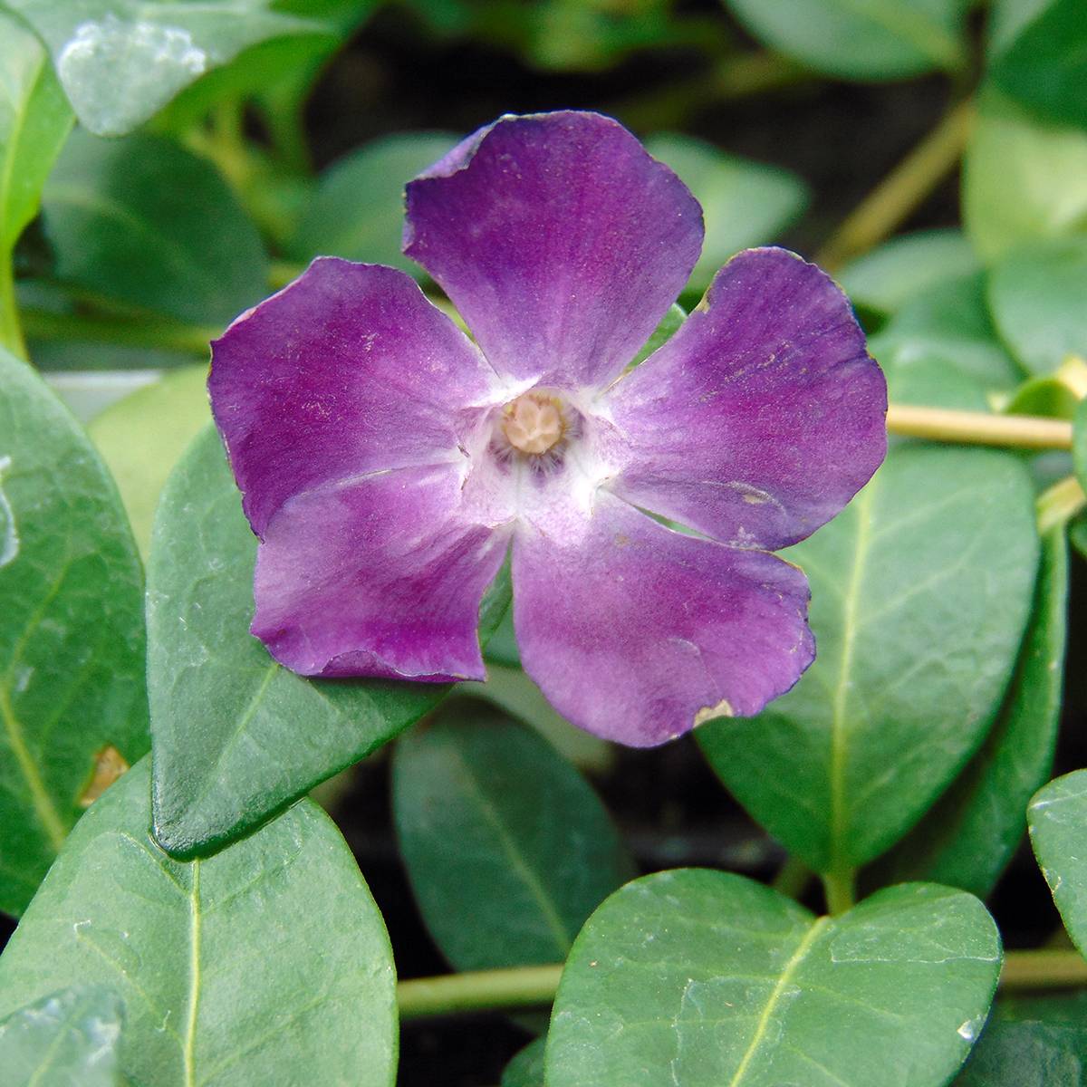 Vinca minor Atropurpurea - Pervenche à petite fleurs   Godet de 8/9 cm