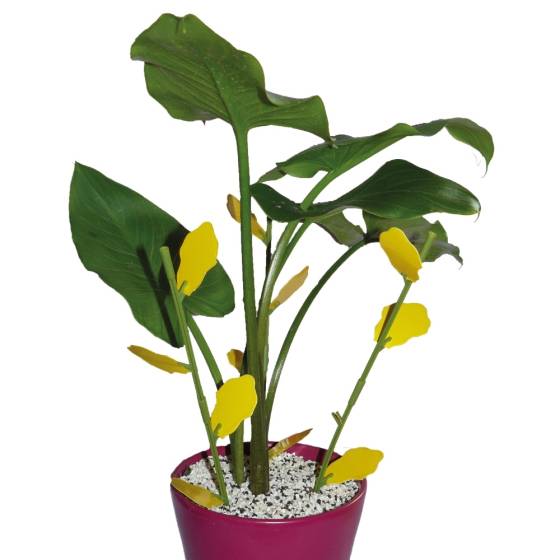 Biotop - Biotop - Piège englué floral anti insectes - Imagen 5