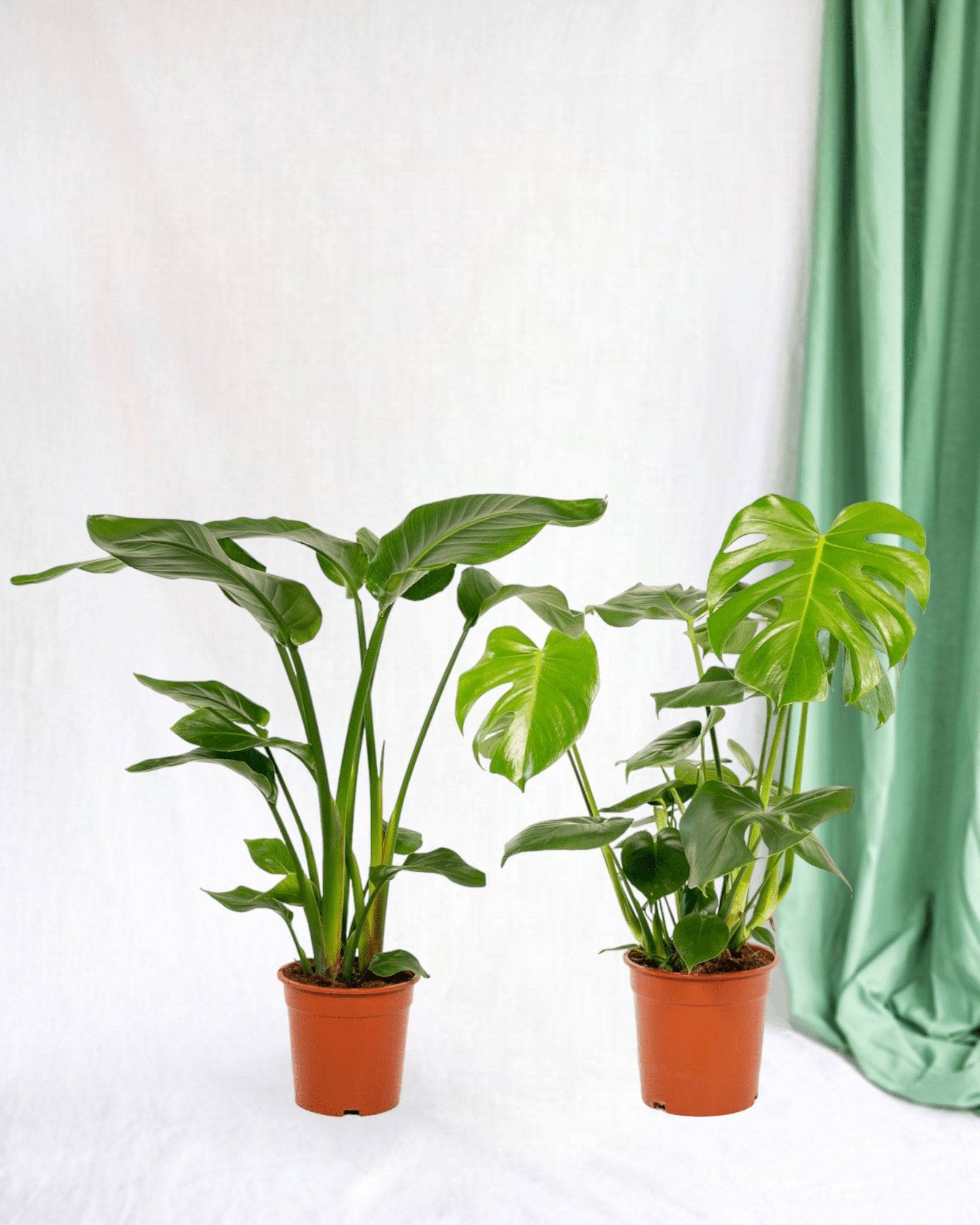 Duo Strelitzia Nicolai et Monstera 80cm - Plante d'intérieur- La Green Touch - Image 2