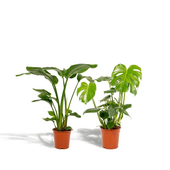 Duo Strelitzia Nicolai et Monstera 80cm - Plante d'intérieur- La Green Touch - Image 1