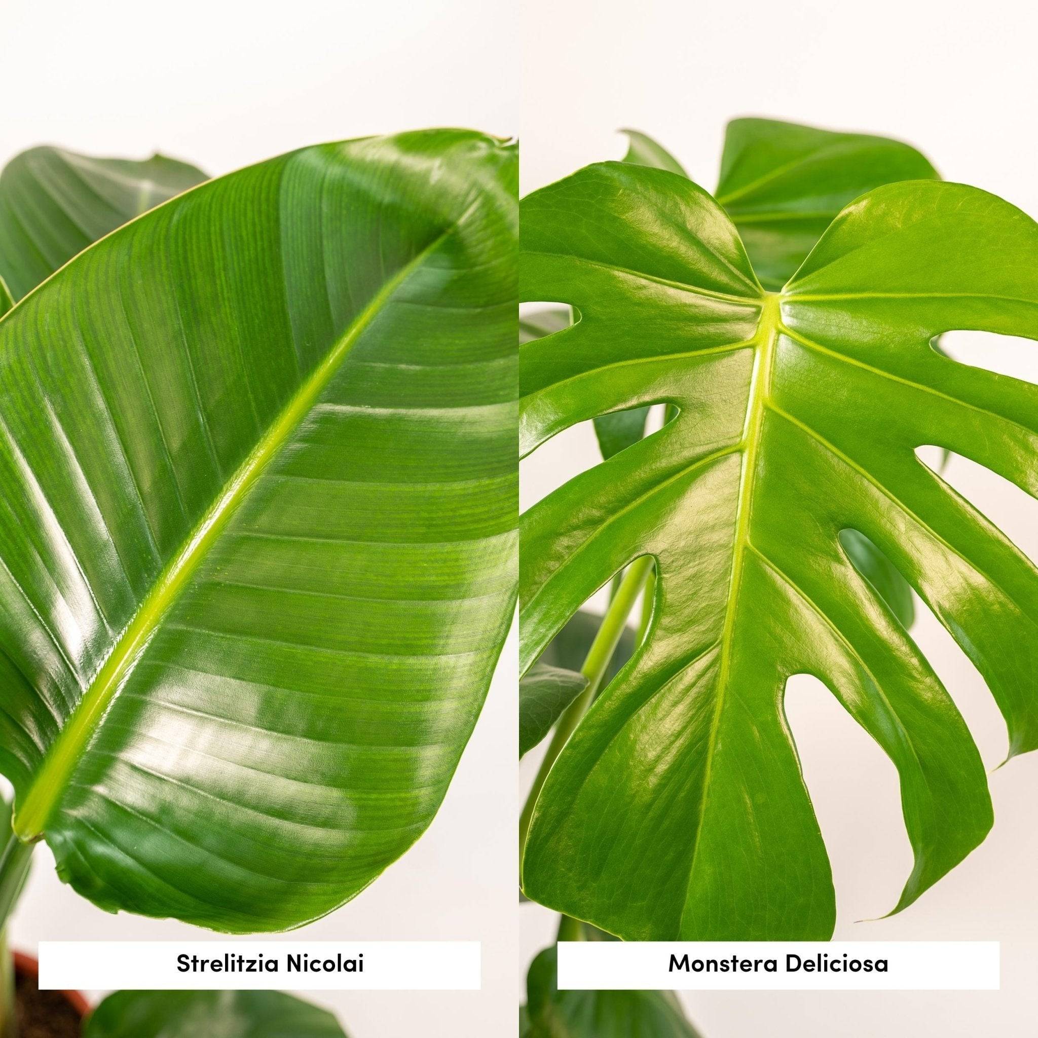 Duo Strelitzia Nicolai et Monstera 80cm - Plante d'intérieur- La Green Touch - Image 3