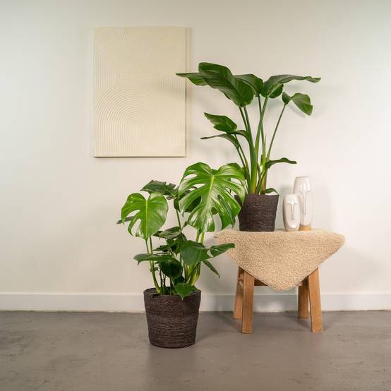 Duo Strelitzia Nicolai et Monstera 80cm - Plante d'intérieur- La Green Touch - Image 5