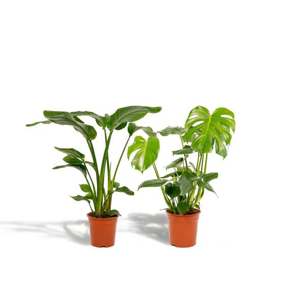 Duo Strelitzia Nicolai et Monstera 80cm - Plante d'intérieur- La Green Touch - Image 4