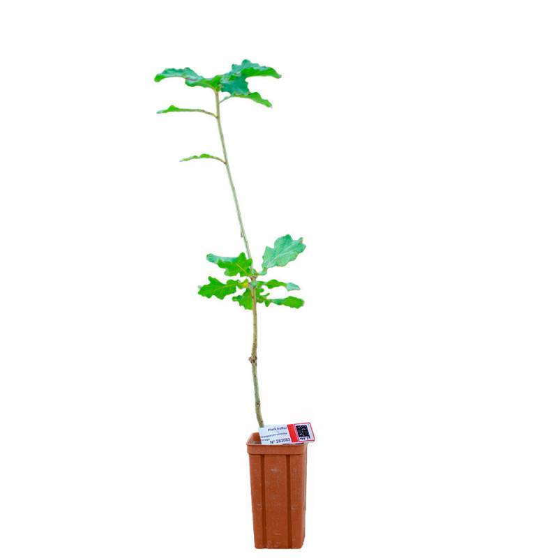 Autre - Chêne pubescent de 2 ans - Pépinière de Puymège - Plant truffier mycorhizé à la truffe du Périgord - Tuber mélanosporum