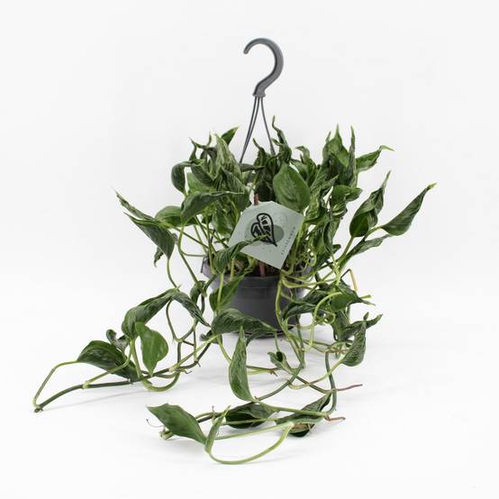 Epipremnum Pinnatum Aureum Shangri-La 45cm - Plante d'intérieur- La Green Touch - Image 1