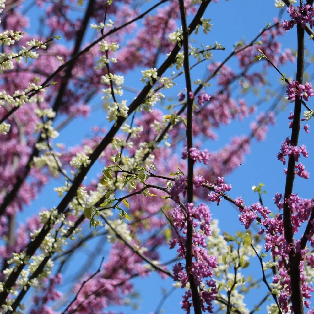 Cercis du Canada Vanilla Twist, Arbre de Judée, Gainier du Canada à fleurs Blanche/ - feuillage Caduc - Pot de 30L - Baliveau