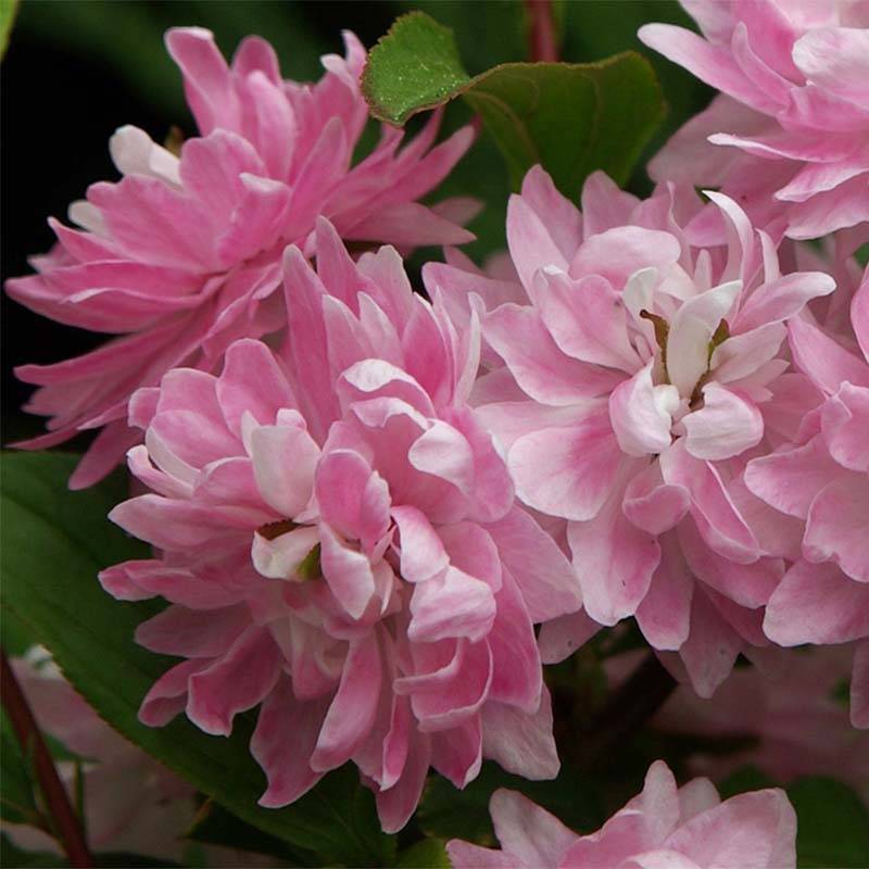 Promesse de Fleurs - Cerisier à fleurs - Prunus glandulosa Rosea Plena Pot de 3L/4L - Image 1