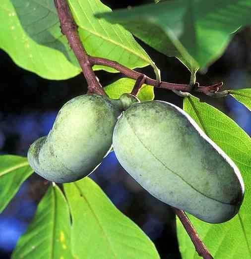 Sans Marque - Asimina triloba (pow pow) Couleur floraison:Violet - Taille:Pot de 7 litres ? 125/150 cm - Image 5